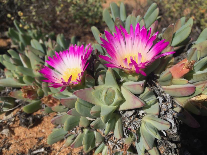 Karoo Rose
