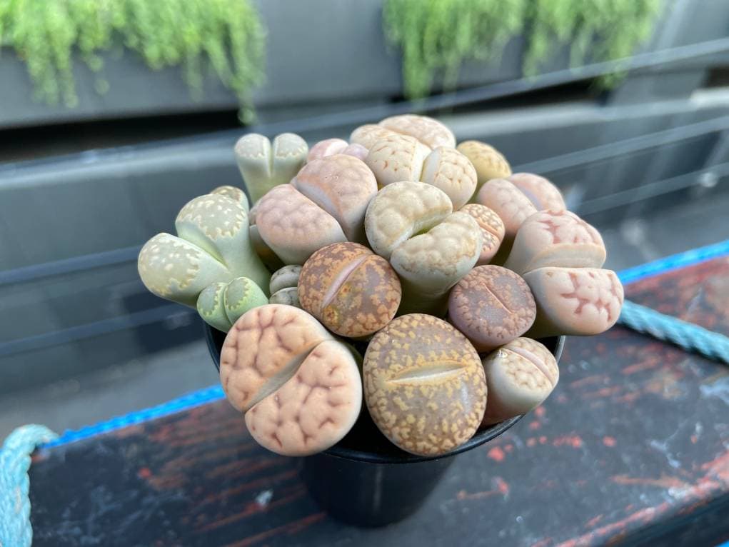 Living Stones (Lithops)