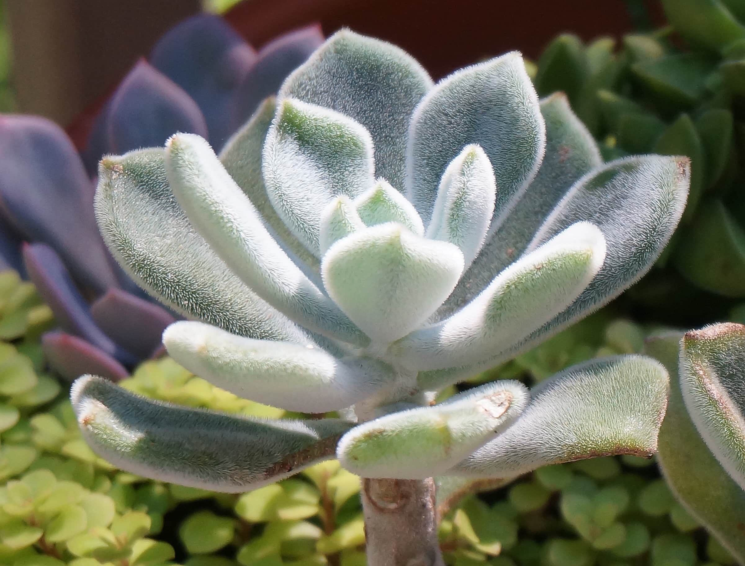 Panda Plant