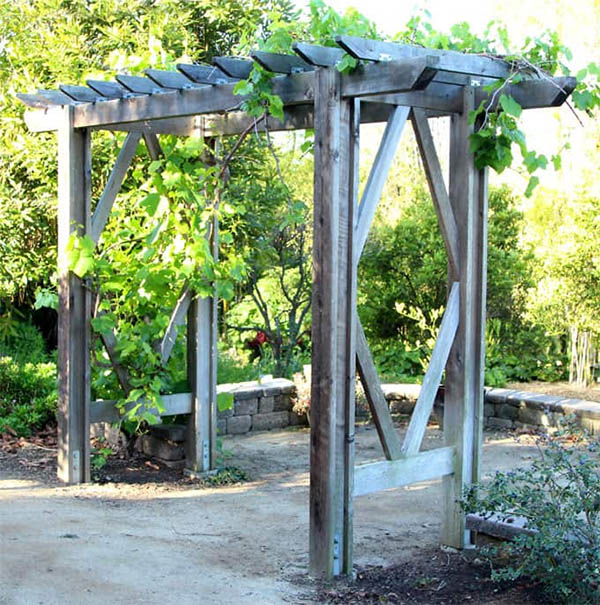 Pergola Trellis