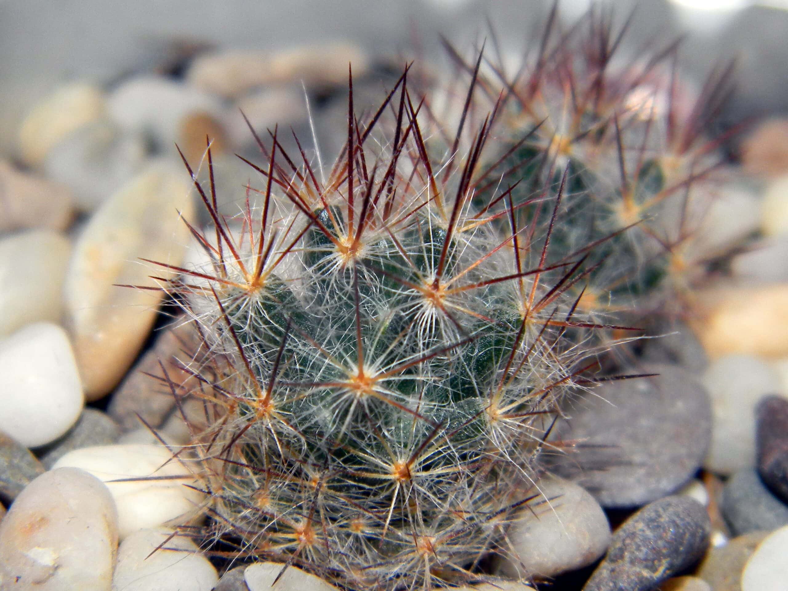 Pincushion Cactus