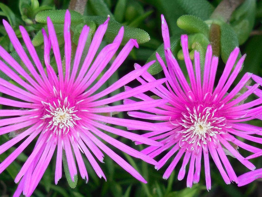 Purple Ice Plant close up