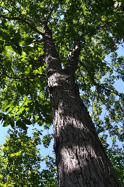 12 Types of Hickory Trees You Can Plant In Your Yard (with Pictures ...