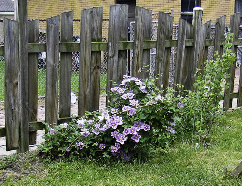 Repurposed Railing Trellis