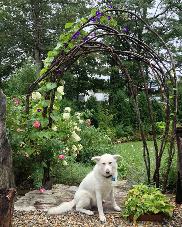 Rustic Trellis
