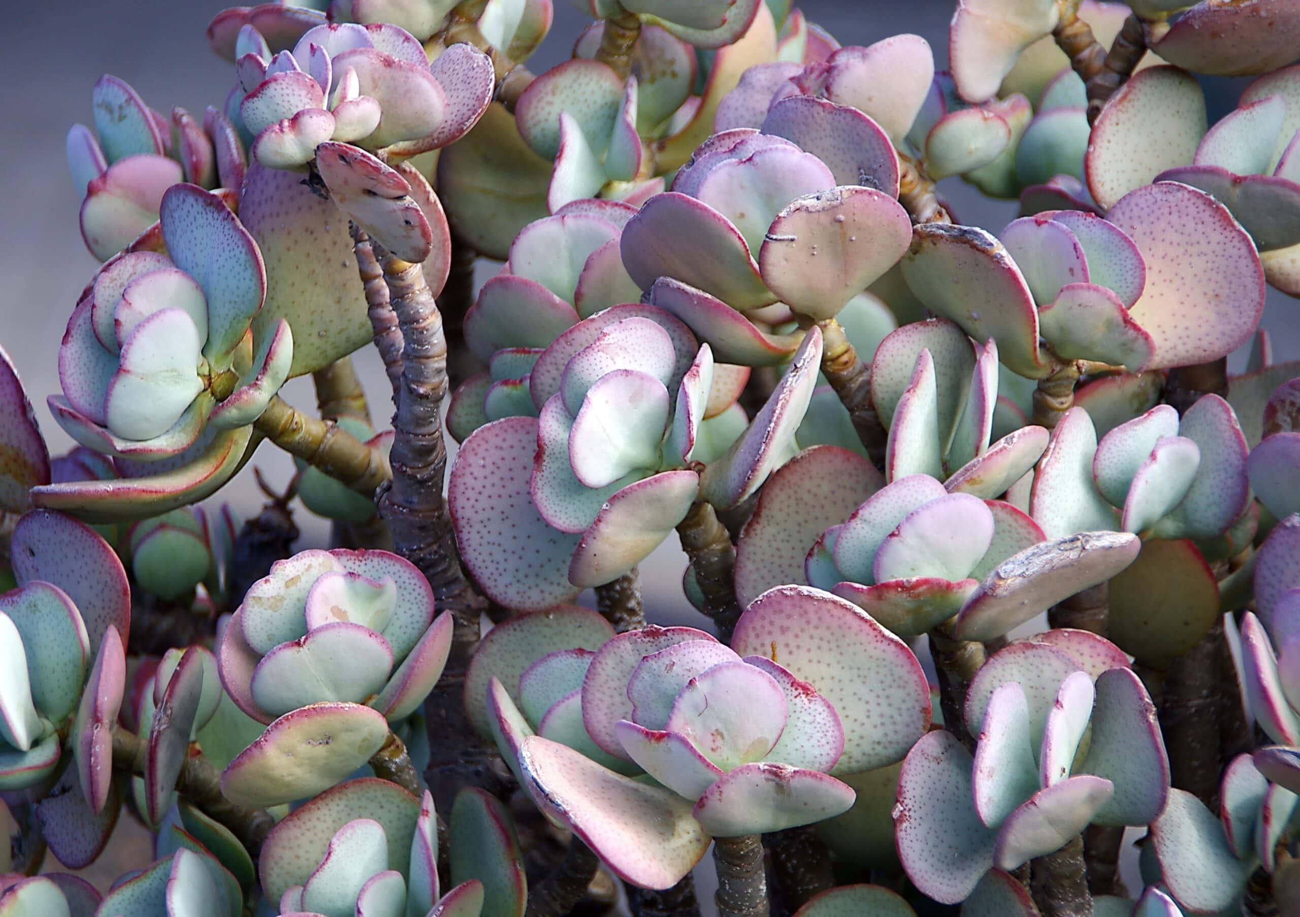 Sedum succulent