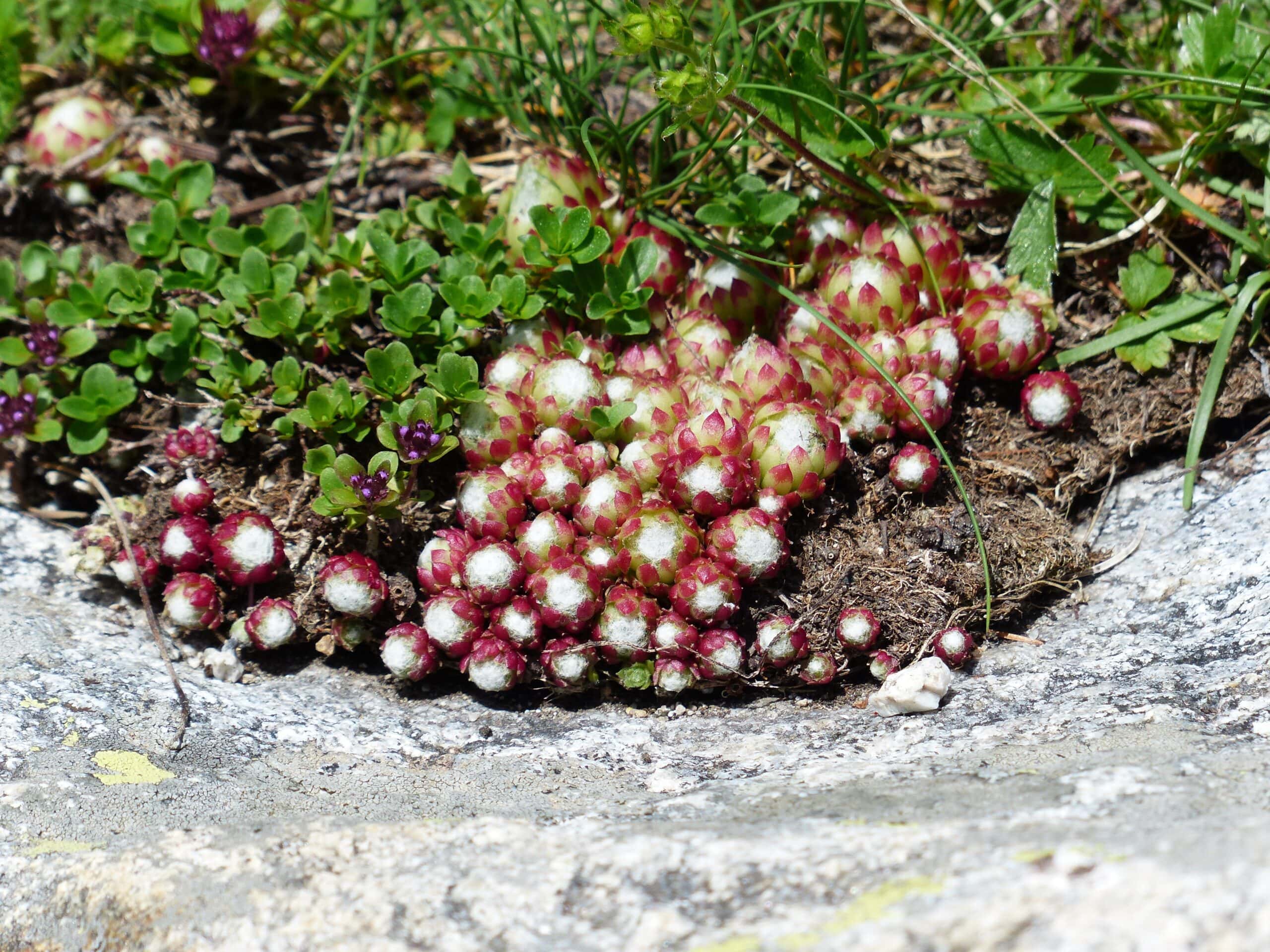 Sempervivum Cobweb Houseleek