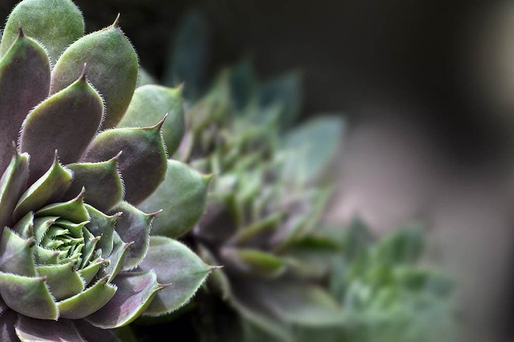 Sempervivum close up