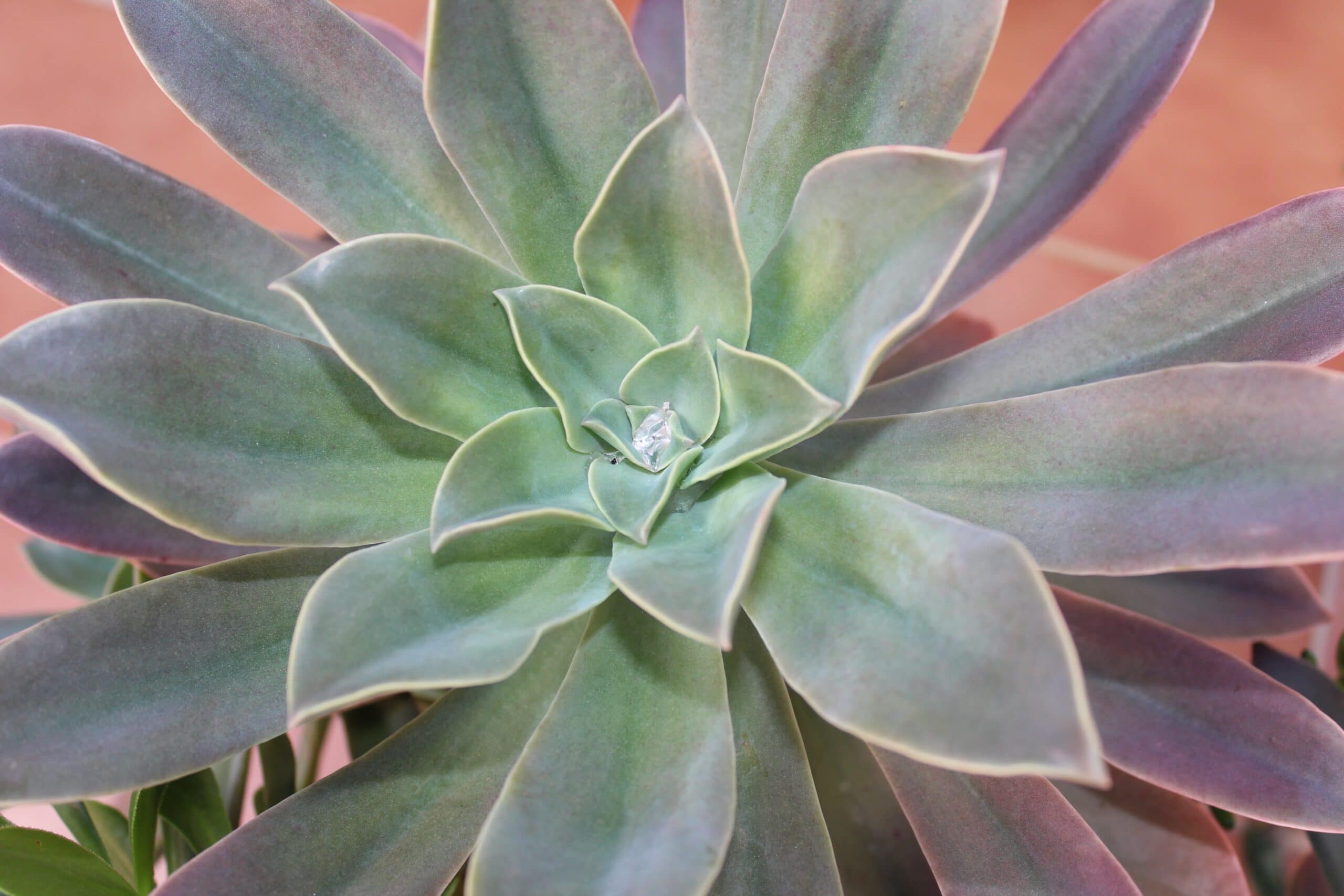 Silver Onion succulent