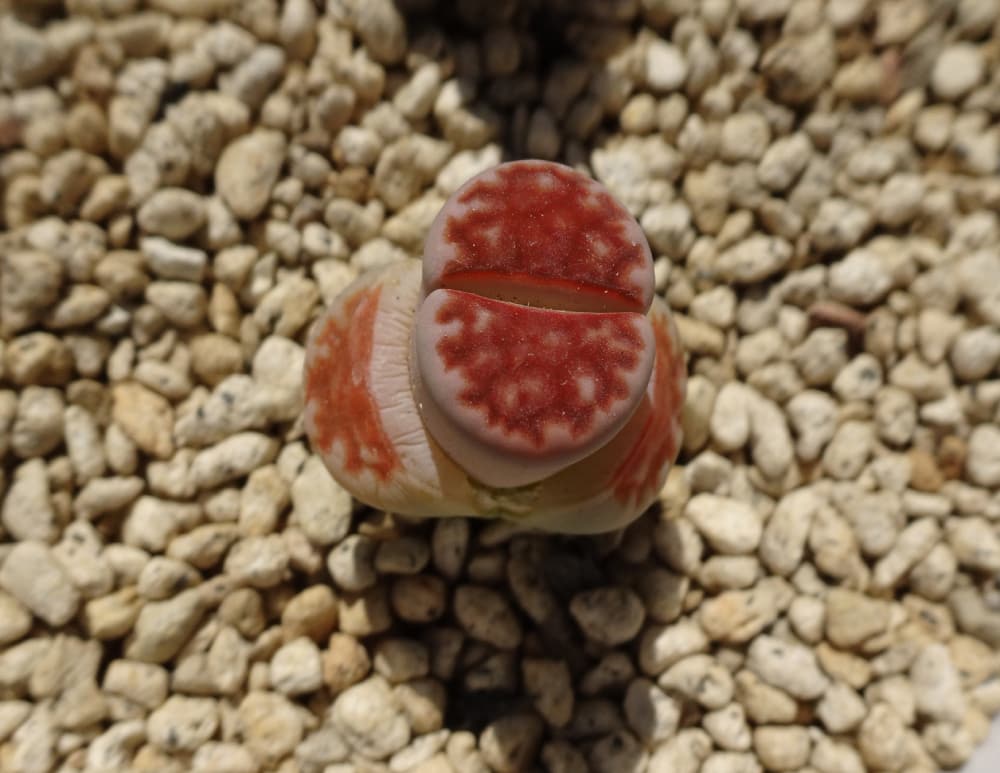 Succulent plants Lithops karasmontana Ticherry in molt