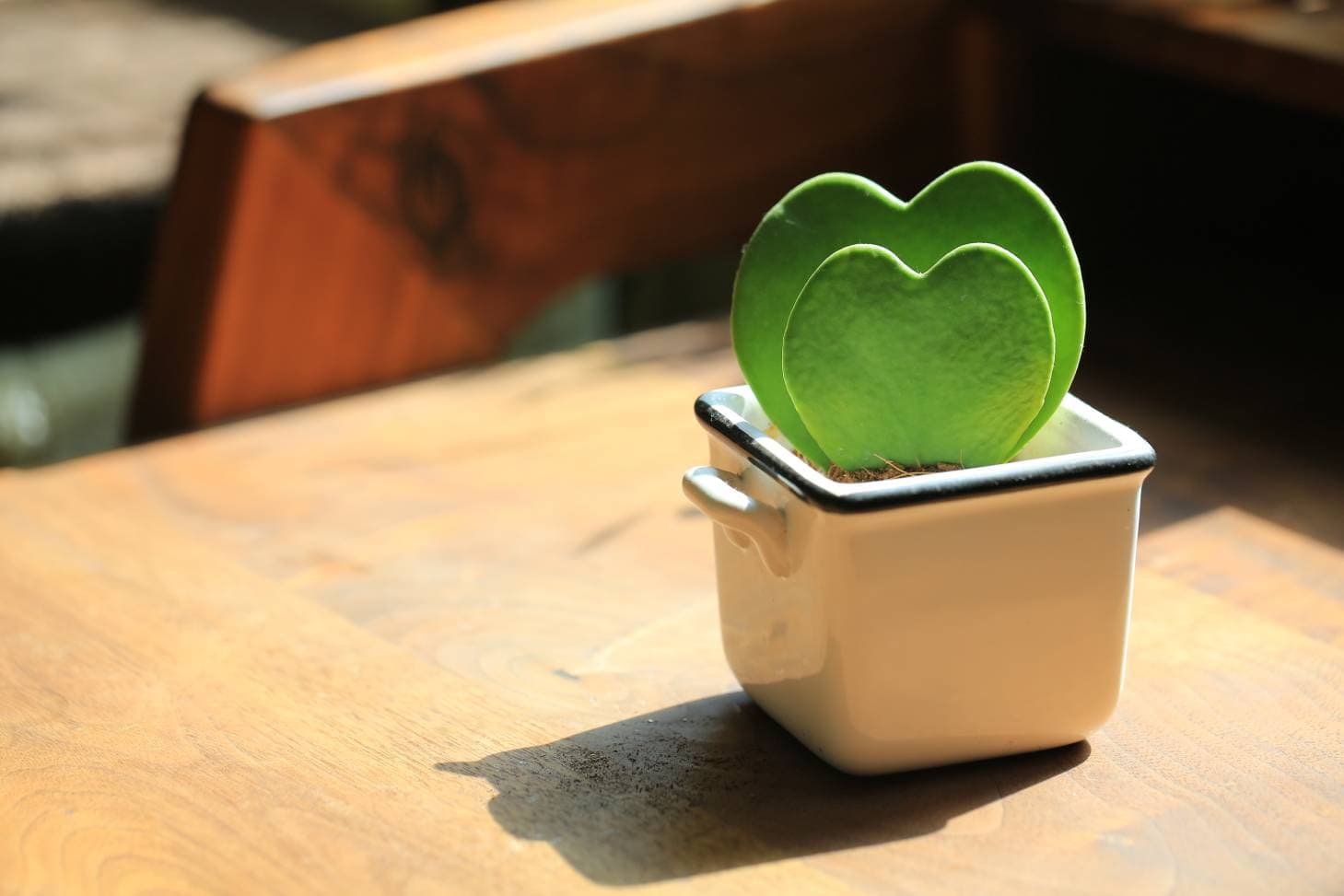 Sweetheart Plant
