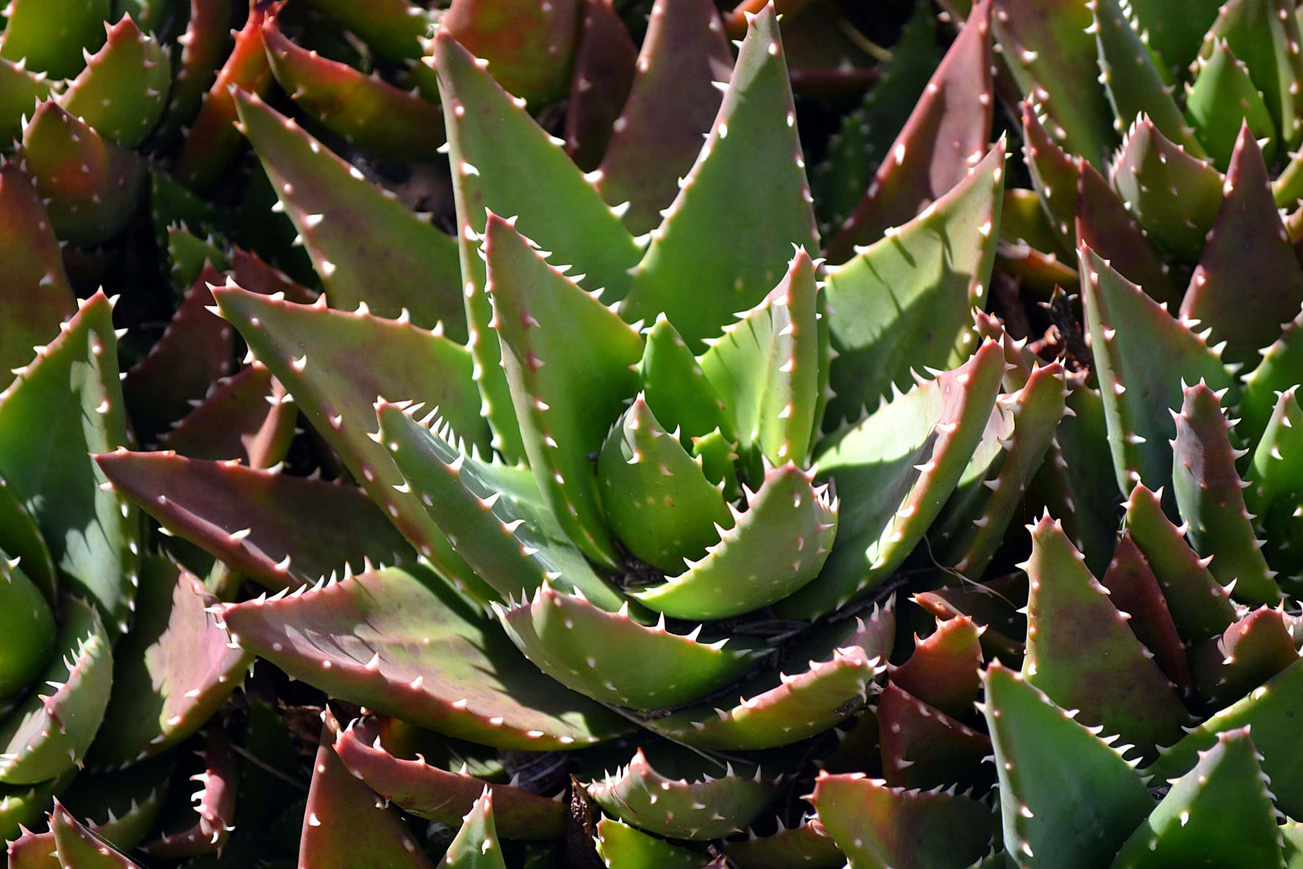 20 Types of Aloe Plants (With Pictures) | House Grail