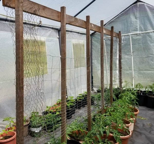 Vertical Tomato Trellis