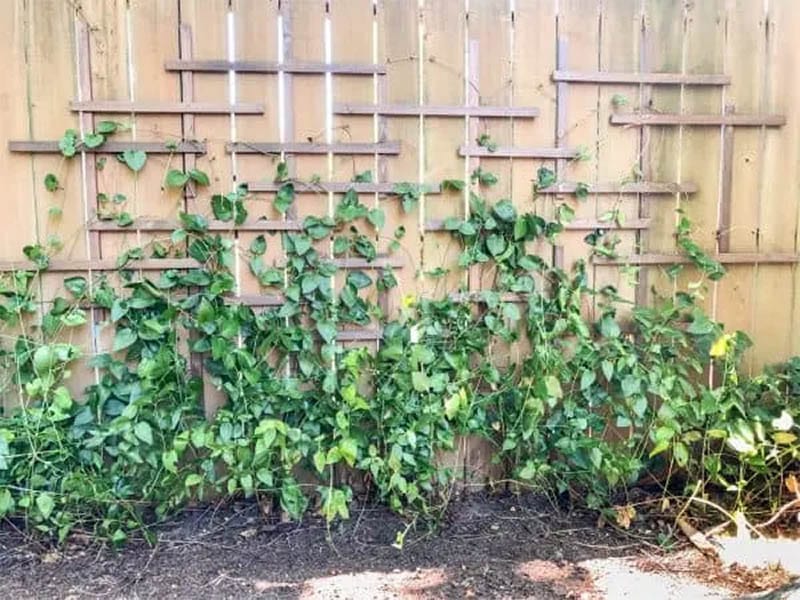 Wall Trellis on a Fence