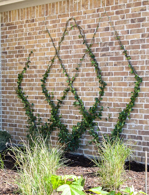 Wired Wall Trellis