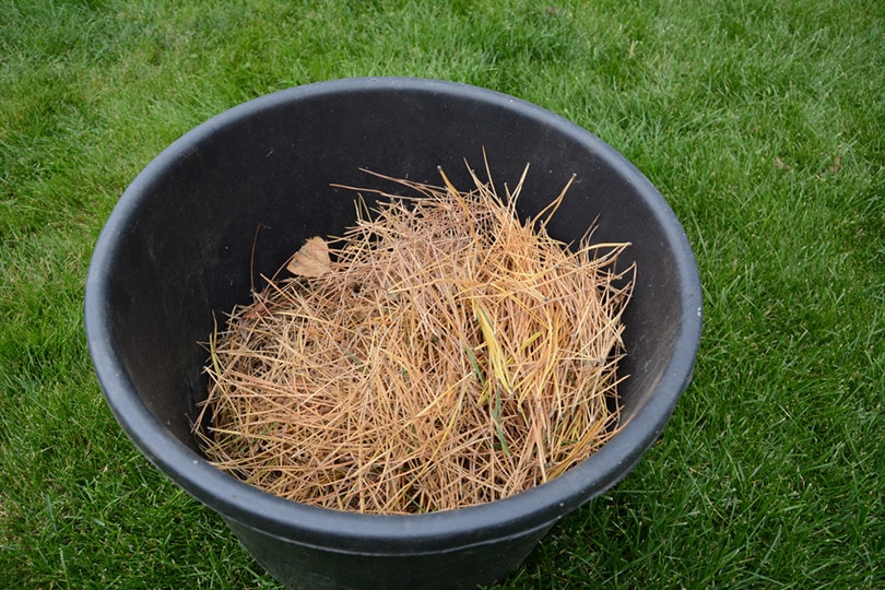 are-pine-needles-good-for-compost-what-you-need-to-know-house-grail