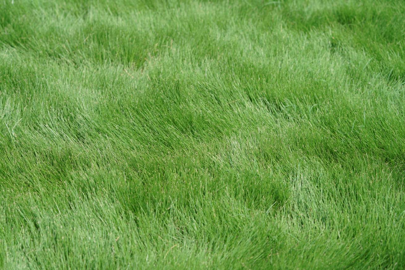 Zeon Zoysia