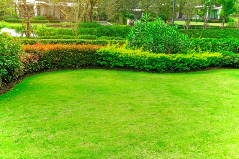 bermuda grass in garden_aimful