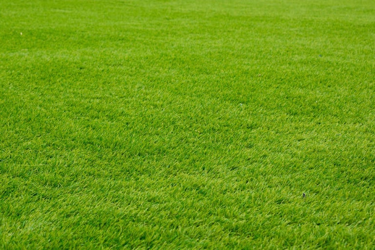 9 Types of Grass in Georgia – Top Choices for Your Lawn (With Pictures ...