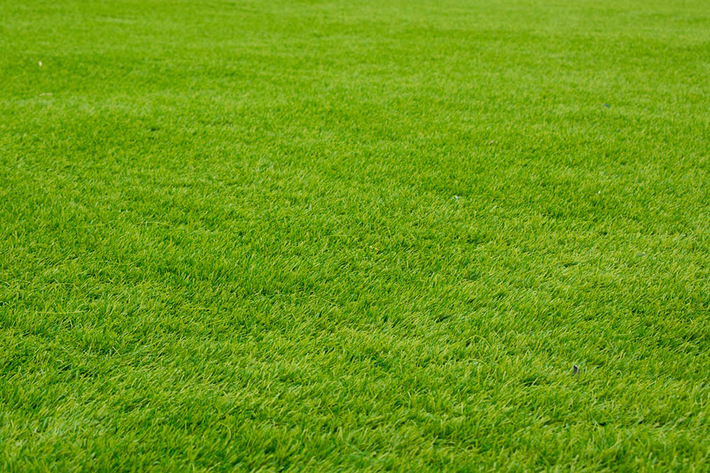 Premium Quality GRASS SET #1 w 4 Grass Styles by Warpainter of UK w FAST USA S&H 