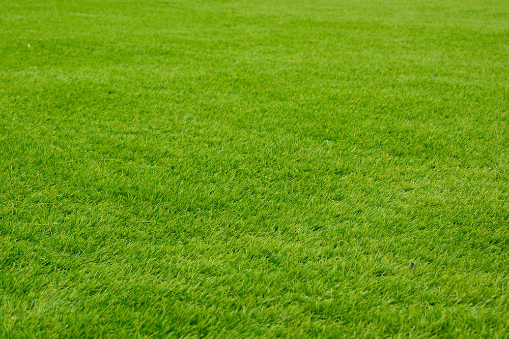 5 Different Types Of Sod With Pictures House Grail