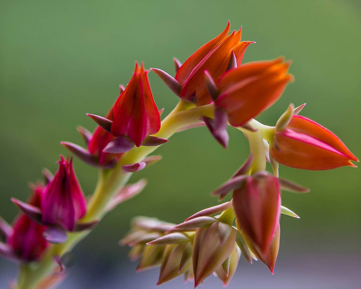 close up Echeveria Afterglow