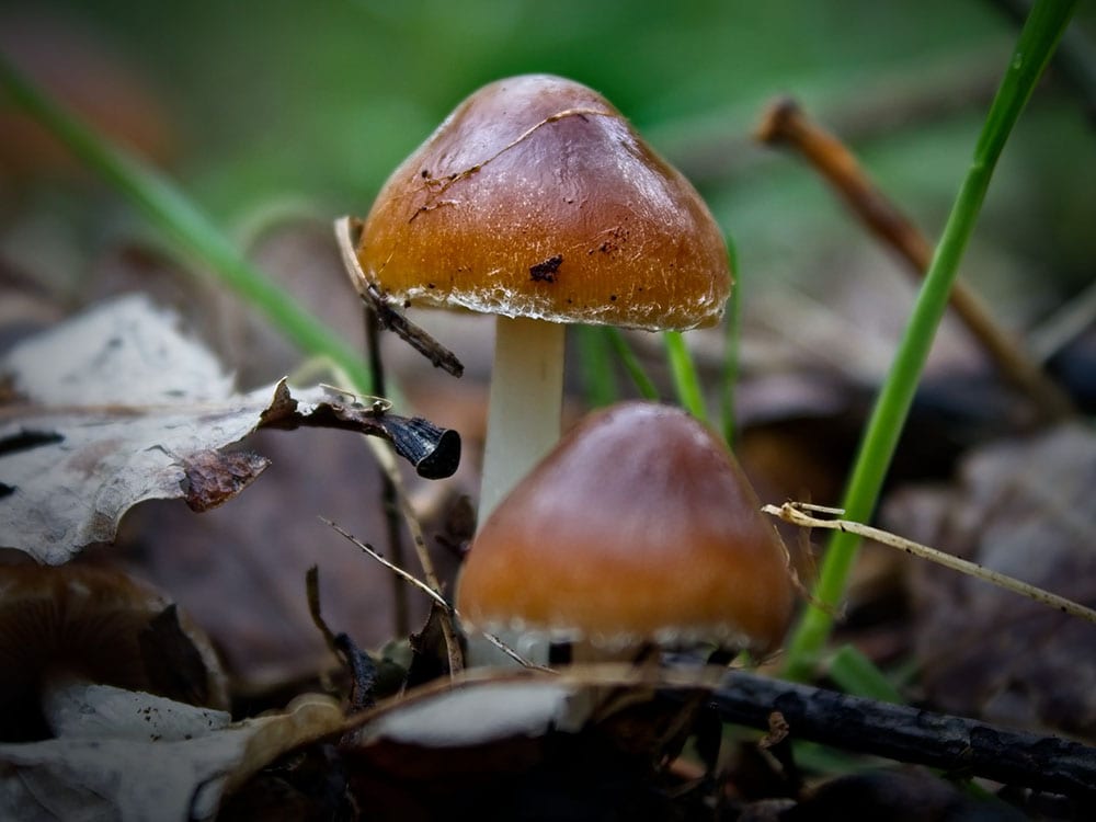 close up mushroom growing