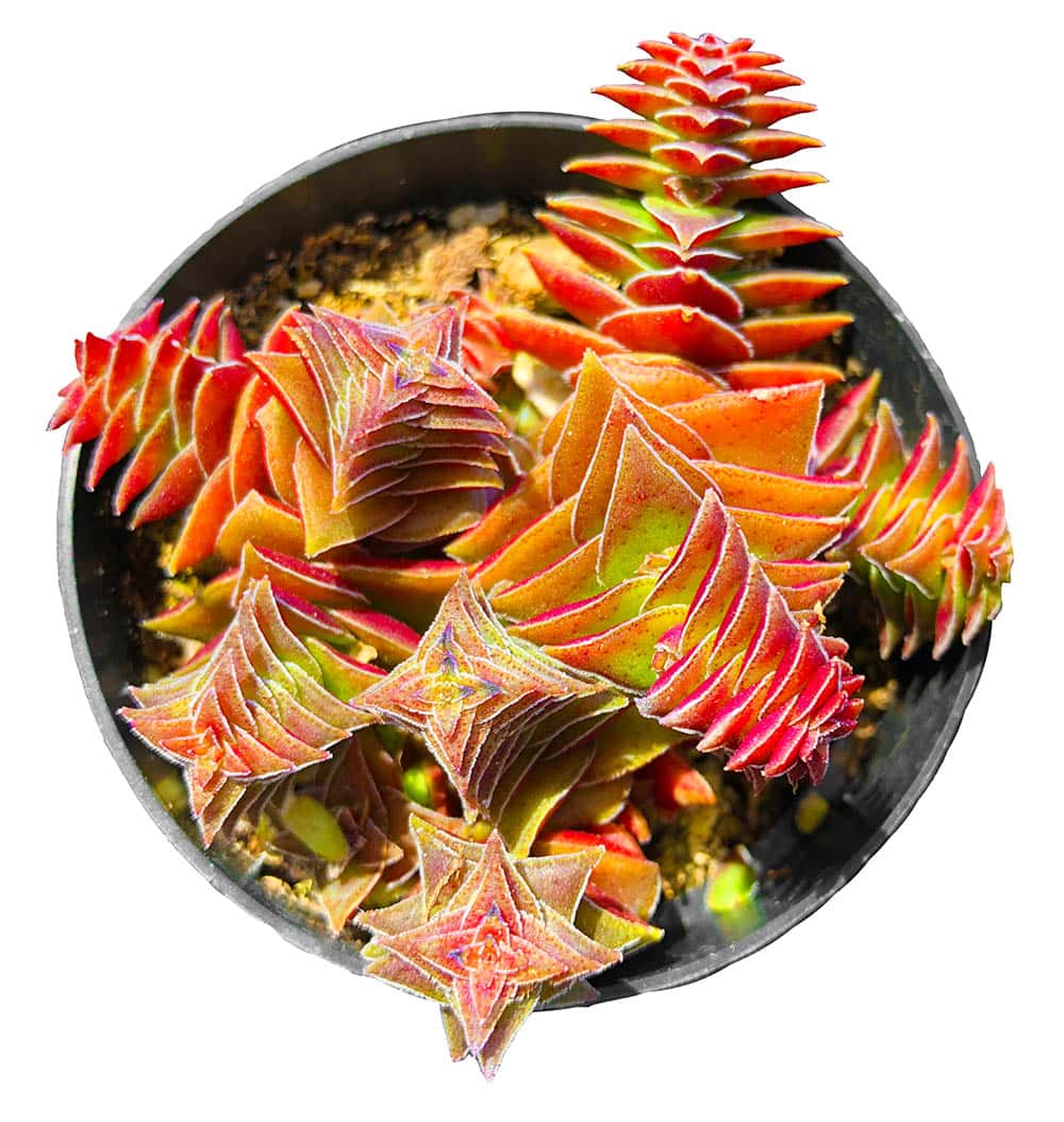 Crassula Red Pagoda