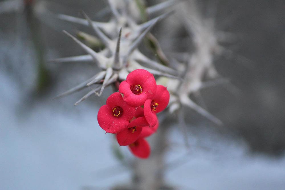crown of thorns with flower