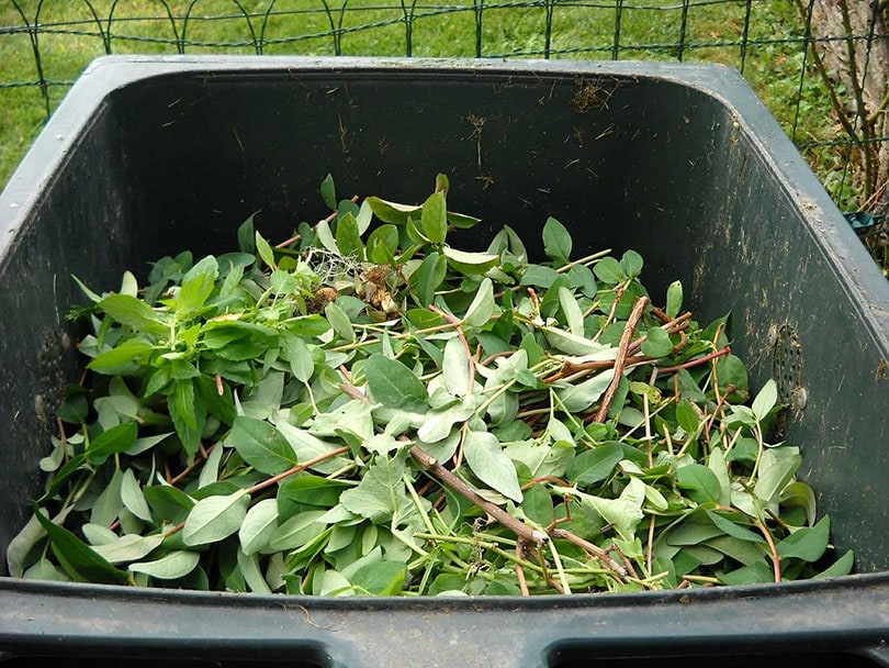 cortar hojas y ramas en el contenedor de compost