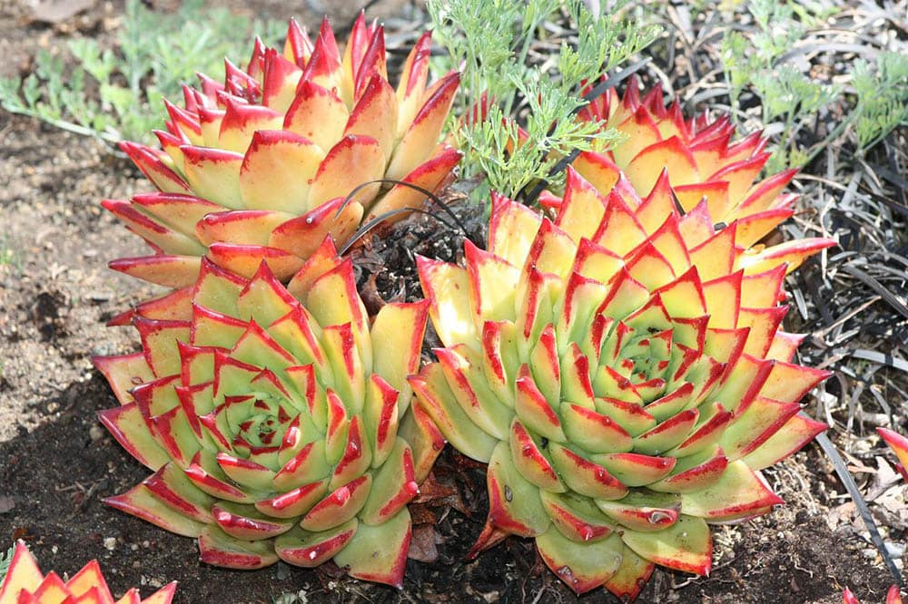 desert rose plants