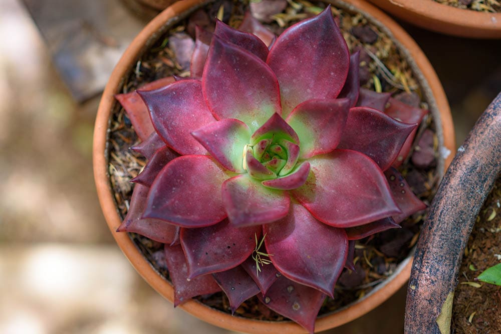 echeveria agavoides