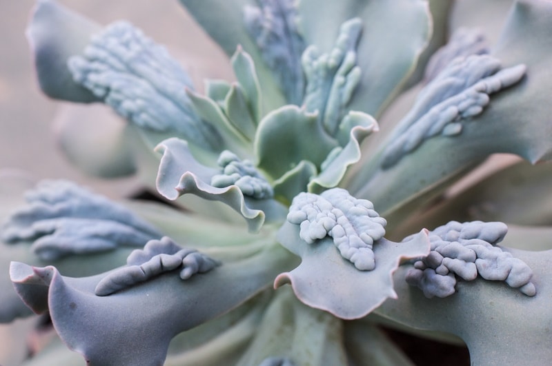 echeveria paul bunyan