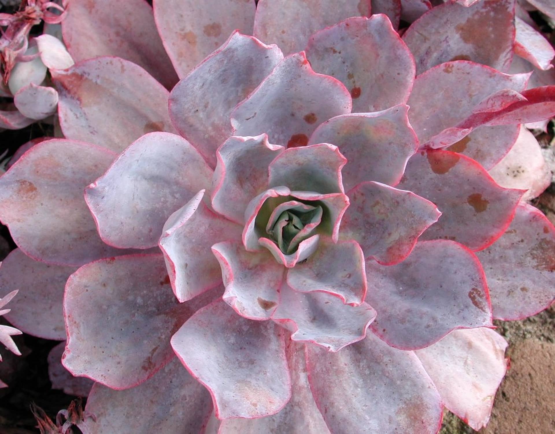 echeveria red velvet plant