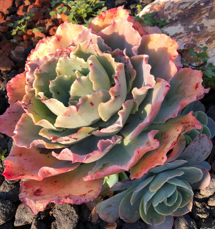 echeveria sahara