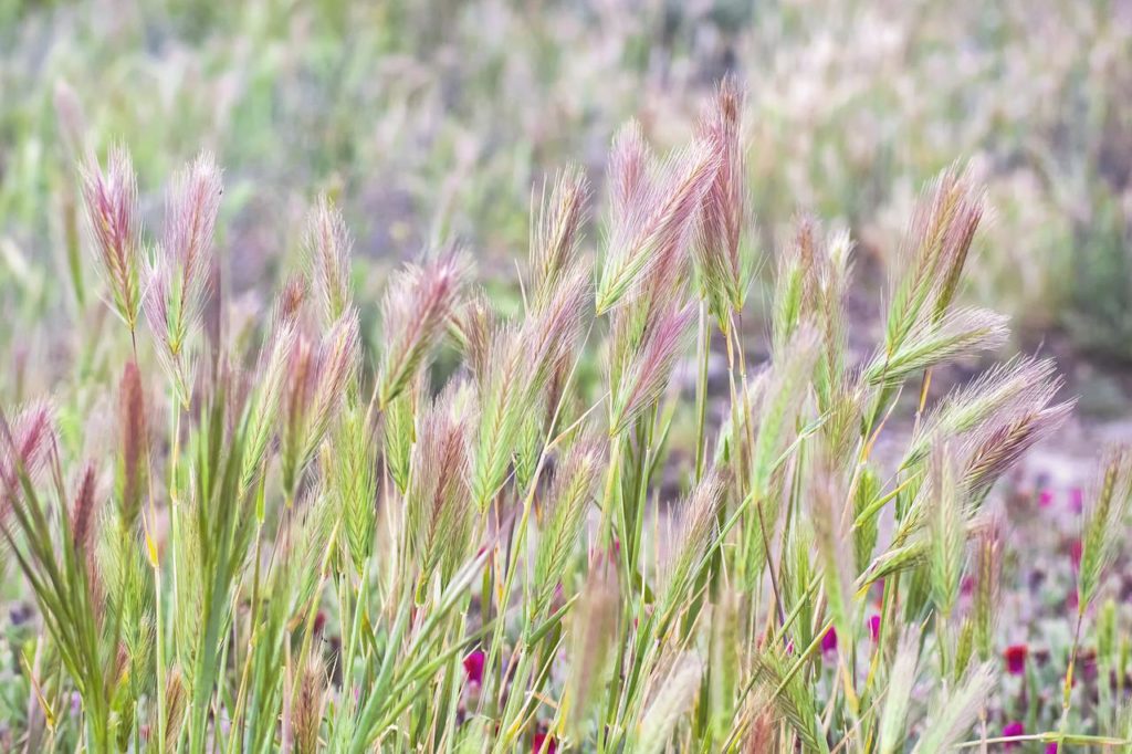 foxtail barley