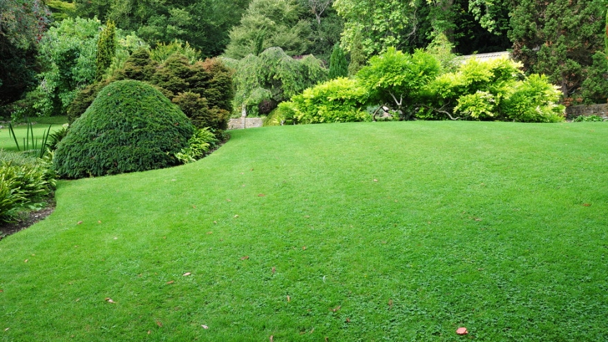 8 Types Of Grass In California With Pictures House Grail