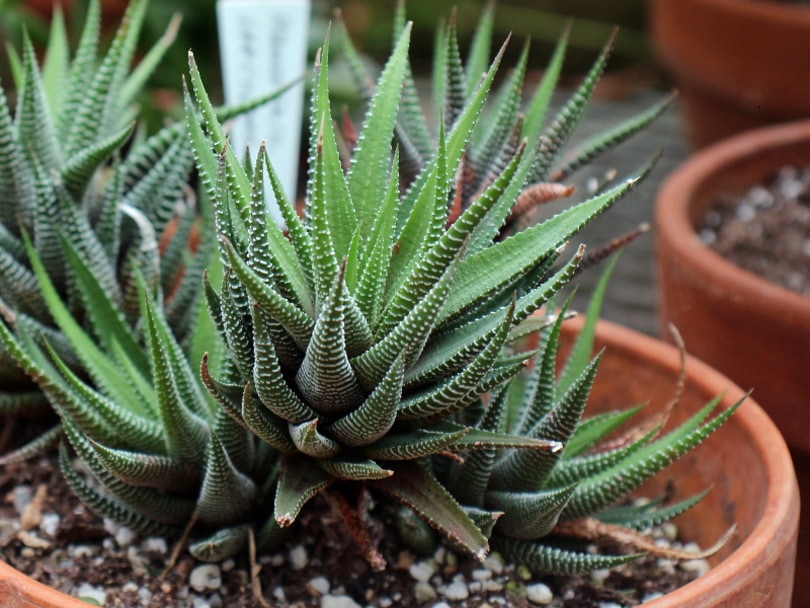 haworthia attenuata