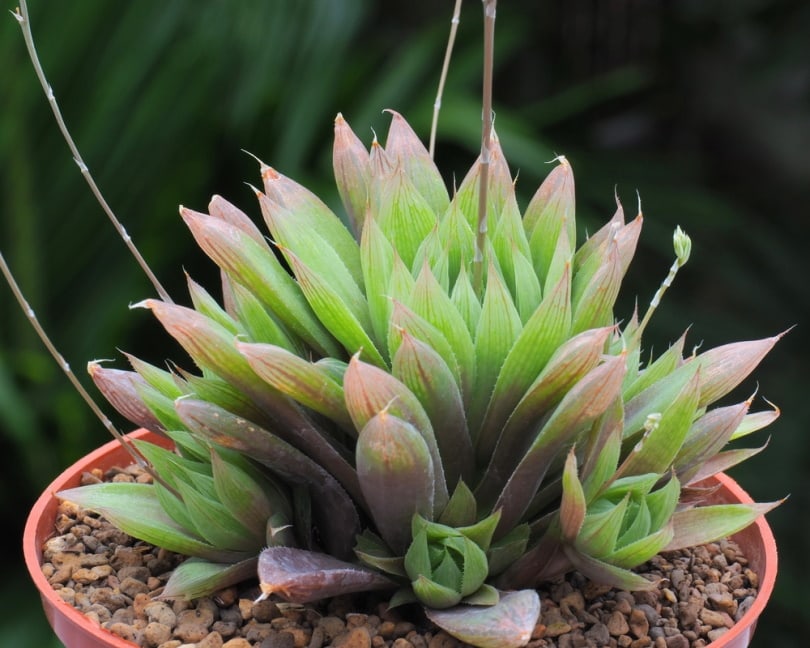 haworthia cymbiformis