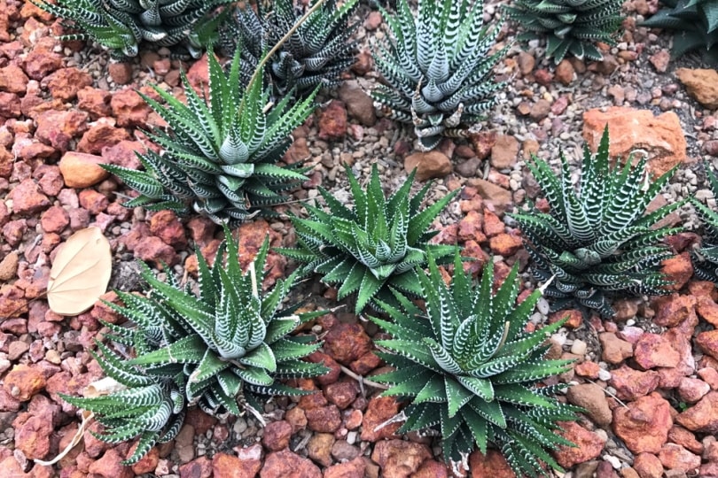 haworthia fasciata