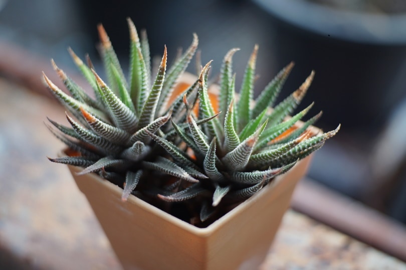 haworthia fasciata
