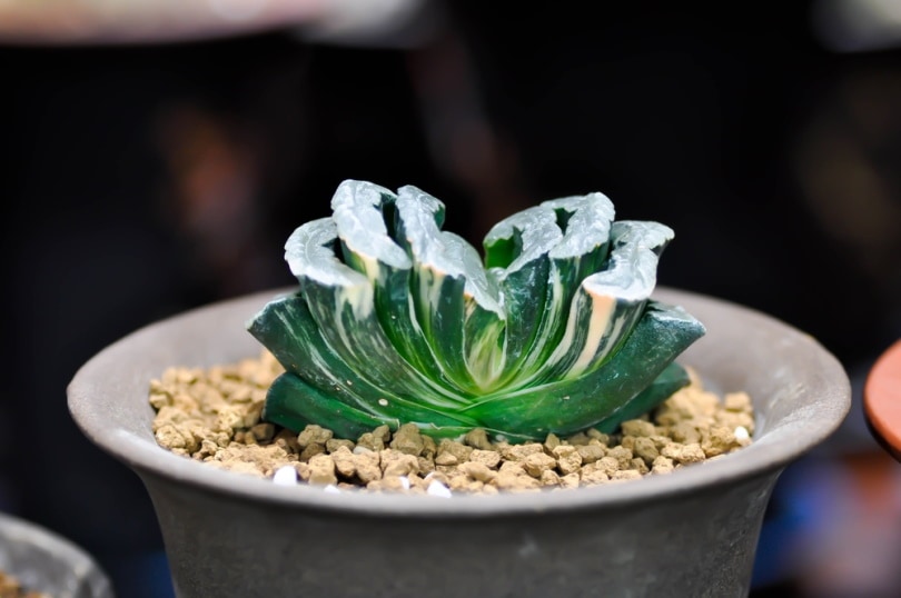 haworthia truncata