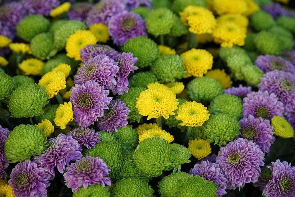 indoor chrysanthemum blossoming