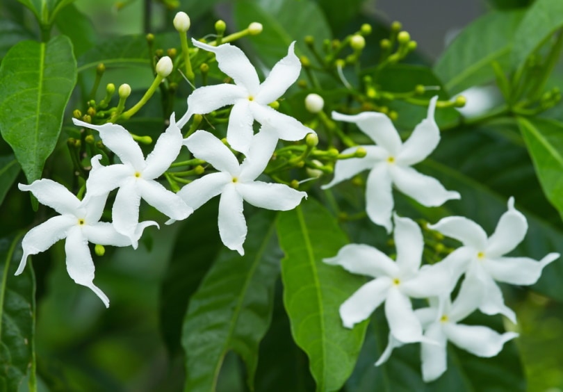 How to Grow Jasmine Indoors: Step-By-Step Guide (With Pictures) | House ...