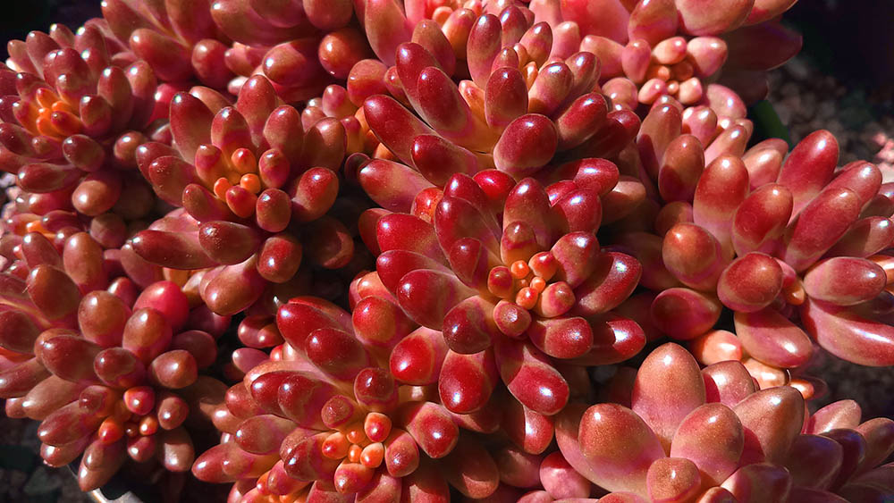 Jelly Bean Red Succulent