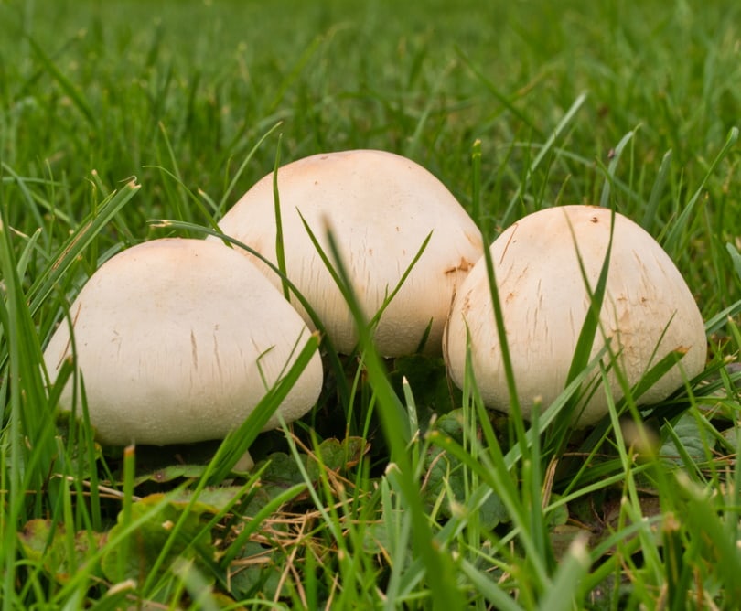 7 Varieties Of Lawn Mushroom — Identification, Pictures, And FAQ ...