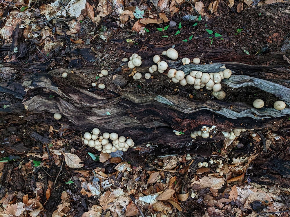 mushroom composting