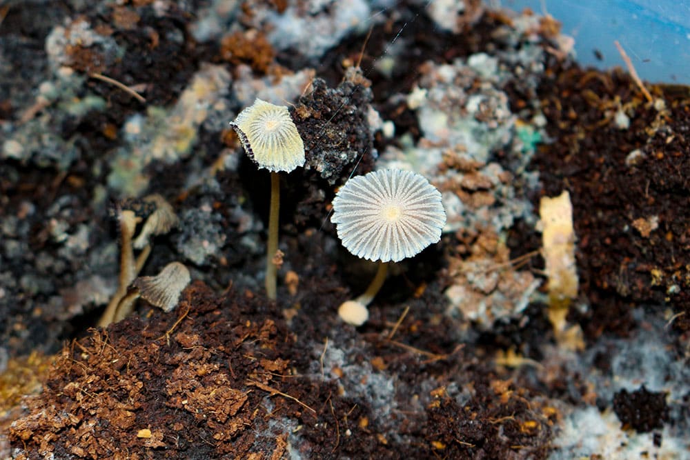 mushroom composting