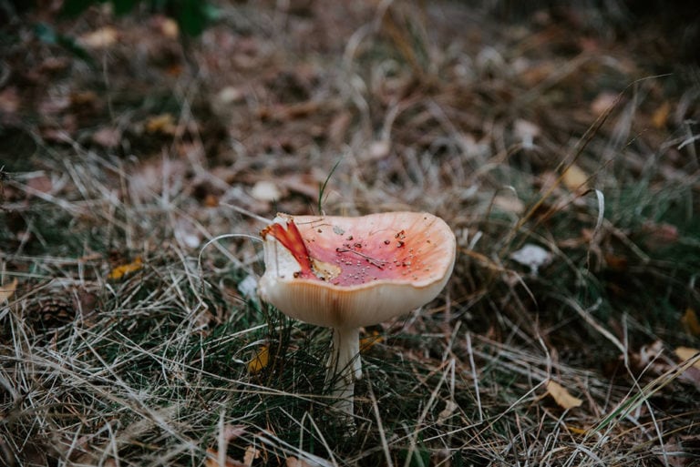 What Is Mushroom Compost? What You Need To Know House Grail