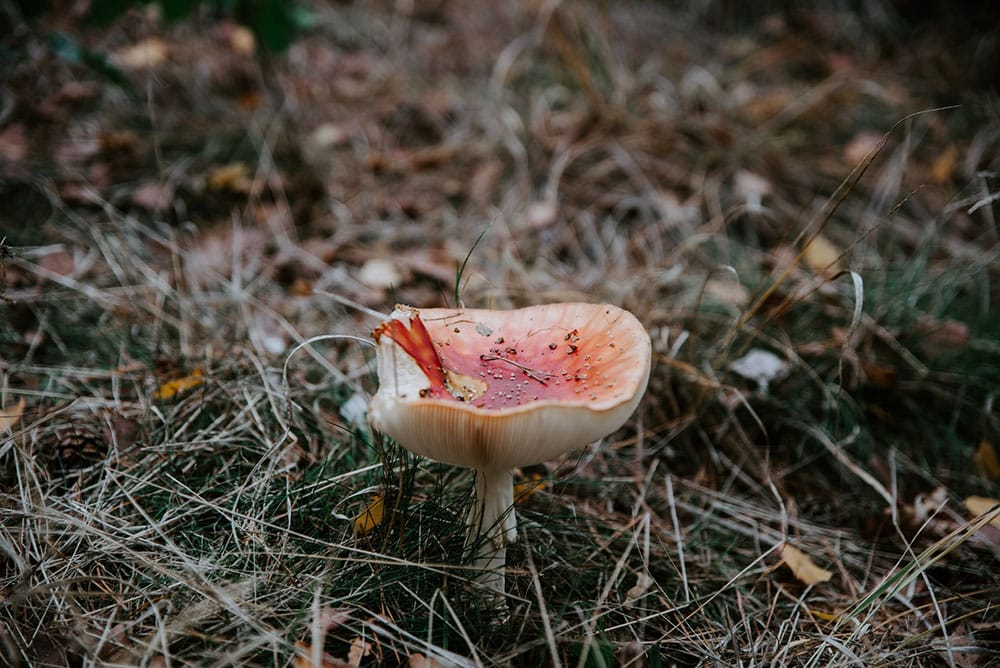 mushroom growing on a compost